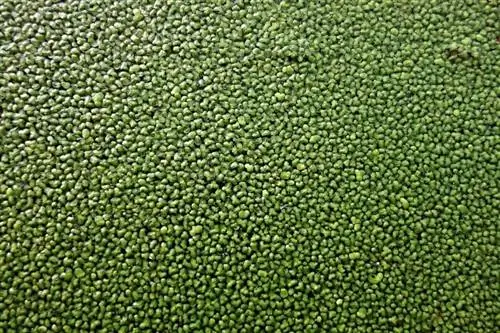 duckweed