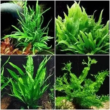 بسته نرم افزاری Microsorum 2Java Fern