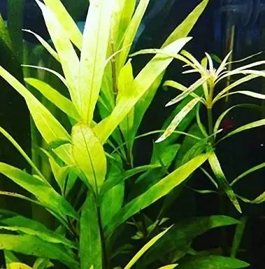 3Mainam Hygrophila Corymbosa багц