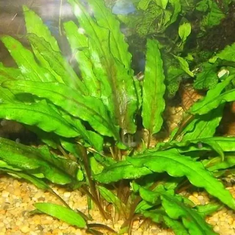 Cryptocoryne