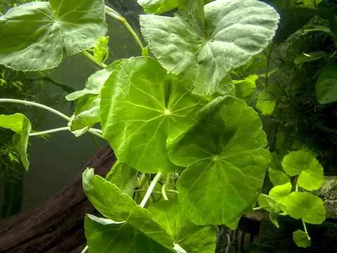 Brasiilia pennywort