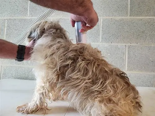 'n shih tzu-hond wat versorg word met die lugknipper van petkit