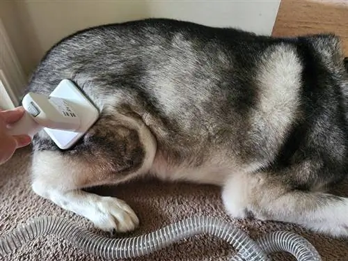 seekor anjing husky didandani menggunakan berus dandanan daripada petkit