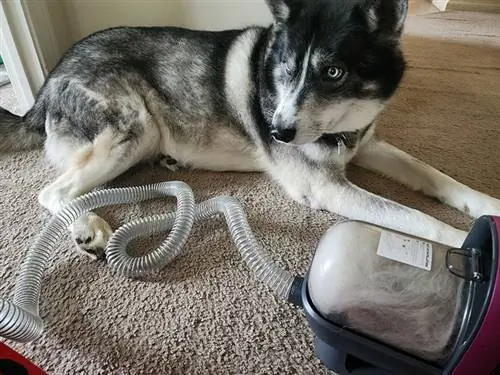 anjing husky berbaring di belakang kit dandanan petkit airclipper di atas permaidani