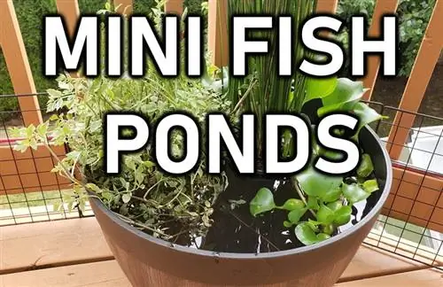 Ekici Pot DIY Mini Gölet