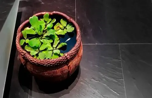 Akvarium balıqları üçün mini açıq gölməçə