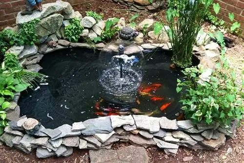 Backyard Pond