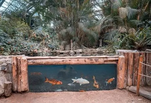 10 Idées d'aquariums d'extérieur à faire soi-même (avec photos)