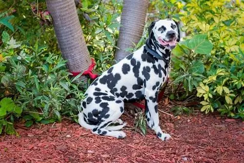 dalmatian ntawm mulch