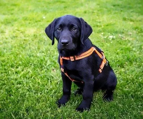 7 Harness Terbaik untuk Labradors pada 2023 – Ulasan & Pilihan Teratas