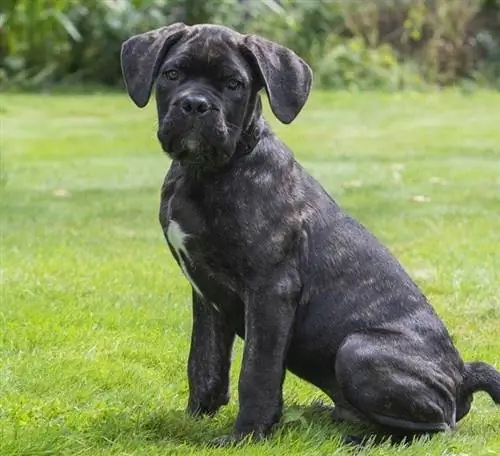 Cane Corso Puppy