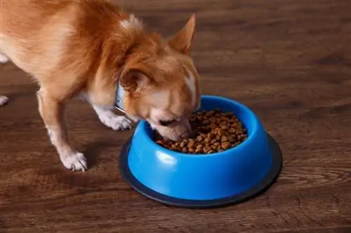 Anjing Chihuahua makan feed_tanyastock_shutterstock