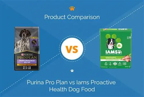 Purina Pro plāns vs Iams Proactive He alth suņu barība: 2023. gada salīdzinājums