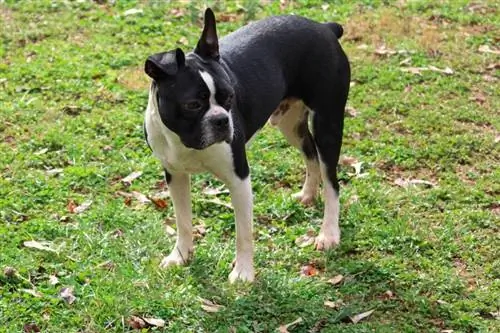 Boston terrier in piedi nell'erba