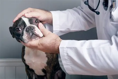 Veterinària revisant els ulls de Boston Terrier