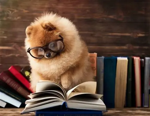 pomeranian dog na may hawak na libro