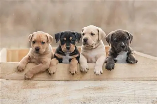 Filhotes de American staffordshire terrier sentados em uma caixa