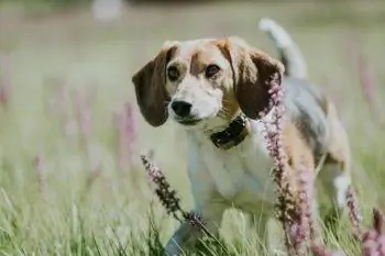 7 Pinakamahusay na Bark Collars para sa Beagles noong 2023 – Mga Review & Mga Nangungunang Pinili