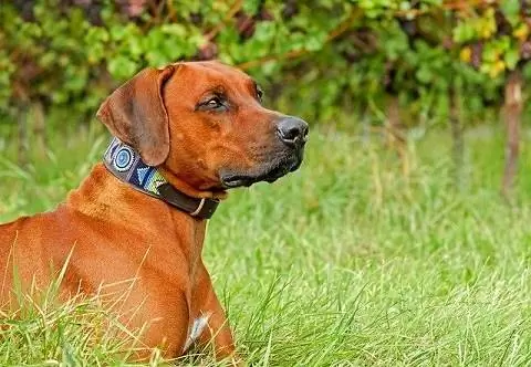 rhodesian-ridgeback-Couler