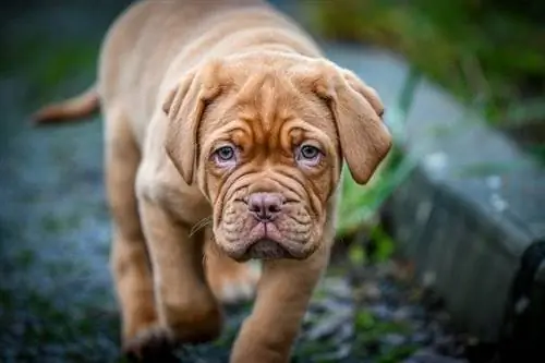 Dogue de Bordeaux