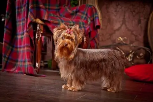 Cokelat Yorkshire Terrier