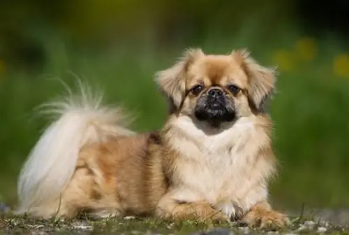 Spaniel Tibet