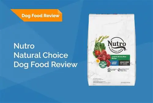 Nutro Wholesome Essentials Dog Food Review 2023: Эскертүү, жакшы жана жаман жактары