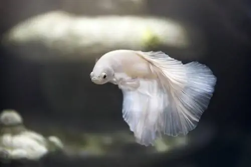 peixe betta branco