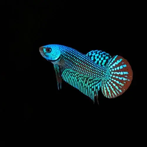 ruusukulta betta