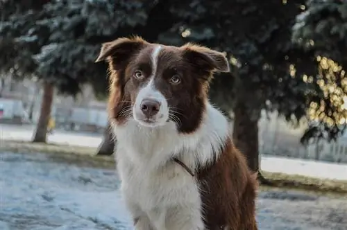 brown border collie na nakaupo sa labas