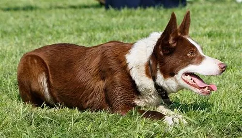 collie perbatasan coklat tergeletak di rumput