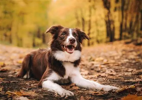 brown border collie dog na nakahiga sa kagubatan