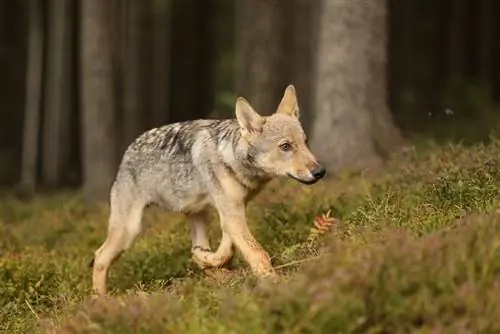 Young cub ng Grey wolf puppy