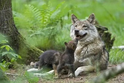 European lobo na may tuta