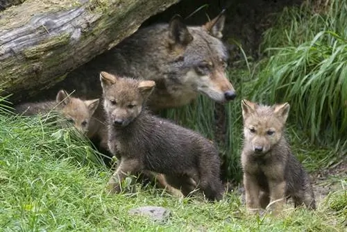 Ilang Tuta Mayroon ang Lobo sa Isang Litter? Mga Katotohanan & Yugto ng Paglago