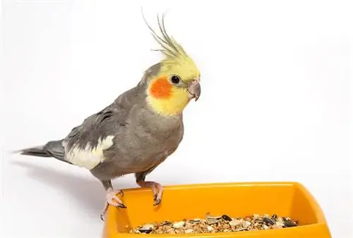 Il pappagallo Cockatiel si siede sul giallo su una macchia con un foraggio