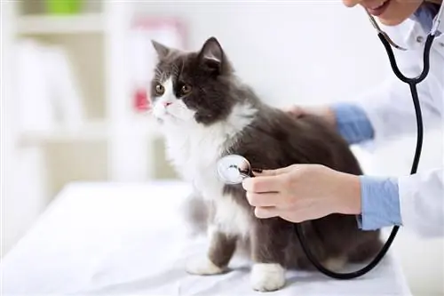 pemeriksaan dokter hewan kucing persia