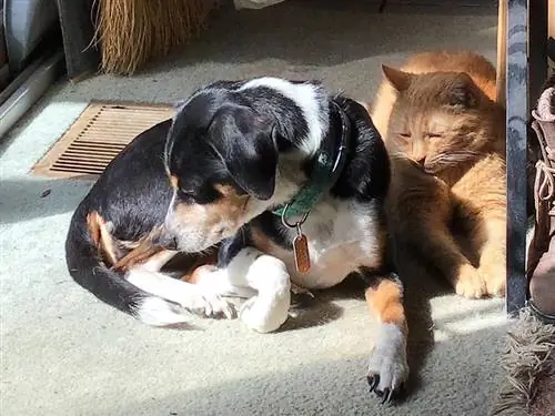 Beagle-Hund mit Katze