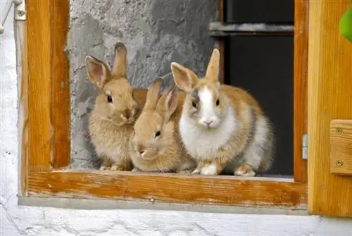 trois lapins dans la fenêtre