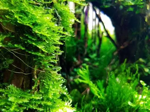 java moss nyob rau hauv dej tshiab aquarium