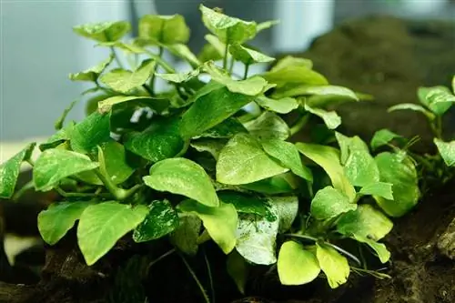 anubias augs akvārijā