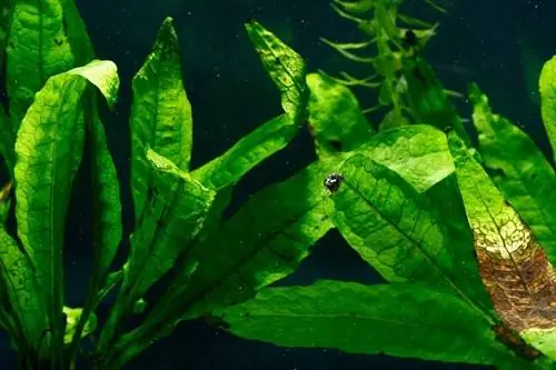 java fern microsorum pteropus