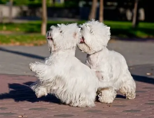 dalawang west highland white terrier na naglalaro sa parke