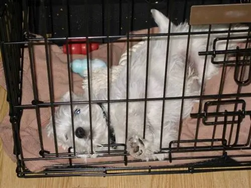 Ang hangal na westie na tuta ay kumikislot sa kanyang likod sa kanyang crate