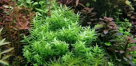 Rotala rotundifolia sp. Жасыл