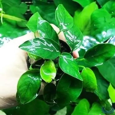 2.กระถาง Greenpro Anubias Nana