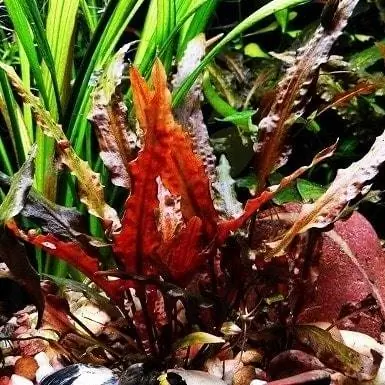 4. Cryptocoryne Wendtii