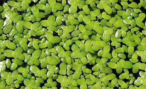 Duckweed