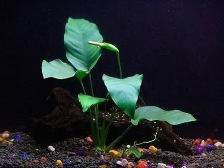 Anubias barteri