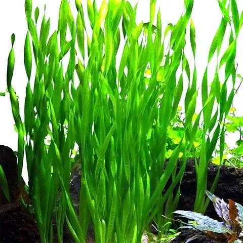 Erbstückgarten Vallisneria-Dschungel